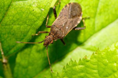  Kahverengi böcek Anoplocerus elevatus Kafkasya Dağı 'ndaki yabani böğürtlen yaprağının üzerinde oturuyor.