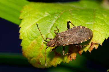 Kafkasya Dağları 'ndaki yabani böğürtlen örtüsünün üzerinde oturan Anoplocerus Asansörü' nün yakın çekimi                               