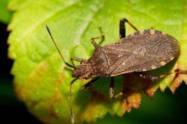 Makro böcek Anoplocerus elevatus Kafkasya Dağları 'ndaki yaban böğürtlenlerinin üzerinde duran uzun anten ve pençeleriyle                               