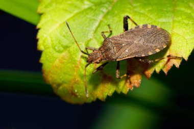 Yakın plan böcek Anoplocerus elevatus Kafkasya Dağları 'ndaki bir böğürtlen yaprağının üzerinde oturan uzun antenler ve pençelerle                               