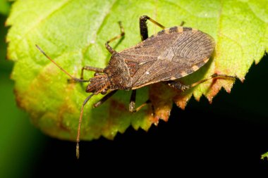 Kafkasya Dağları 'ndaki yabani böğürtlen yaprağının üzerinde oturan uzun anten ve pençelerle böcek Anoplocerus yükseltisinin üzerinden makro manzara                               