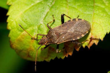 Kafkasya Dağları 'ndaki yabani böğürtlen yaprağının üzerinde oturan uzun anten ve pençelerle böcek Anoplocerus elevatus' un yukarısından yakın çekim görüntüsü                              
