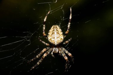 Kafkasya 'nın eteklerindeki yaprakların arasında örümcek ağında oturan kahverengi ve kıllı örümcek Araneus diadematus' un yakın çekimi.