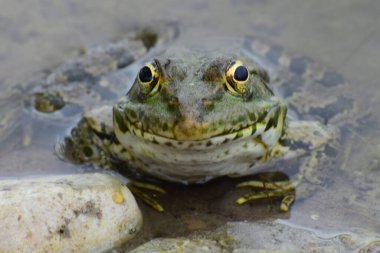 Büyük gözlü yeşil kurbağa Rana Ridibunda Kuzey Kafkasya 'nın eteklerindeki gölün kıyısında oturur.                               