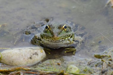 Büyük gözlü yeşil kurbağa Rana Ridibunda Kuzey Kafkasya 'nın eteklerindeki gölün kıyısında oturur.                               
