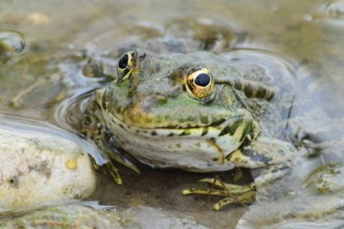 Kuzey Kafkasya 'nın eteklerindeki gölün eteklerinde oturan büyük gözlü yeşil kurbağa Rana Ridibunda' nın yakın çekim görüntüsü.                               