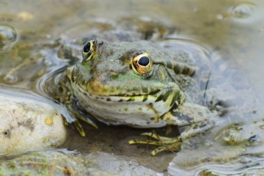 Kuzey Kafkasya 'nın eteklerindeki bir gölün eteklerinde oturan büyük gözlü bahar kurbağası Rana Ridibunda' nın yakın çekimi.                               