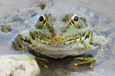 Kuzey Kafkasya 'nın eteklerindeki gölün eteklerindeki taşların yanında dinlenen Rana Ridibunda kurbağasının yakın çekimi.                               