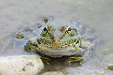 Kuzey Kafkasya 'nın eteklerindeki gölün eteklerindeki taşların yanında dinlenen Rana Ridibunda kurbağasının yakın çekimi.                               
