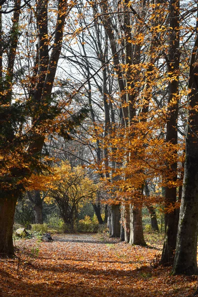 Herbstallee Mit Hainbuchen Carpinus Caucasica Und Buchen Fagus Orientalis Mit — Stockfoto
