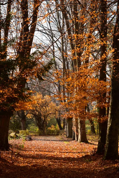 Allee Mit Hainbuchen Carpinus Allee Mit Hainbuchen Carpinus Caucasica Mit — Stockfoto