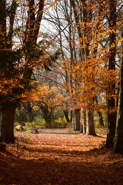 View Autumn Alley Hornbeam Trees Carpinus Caucasica Beech Fagus Orientalis — Stock Photo, Image