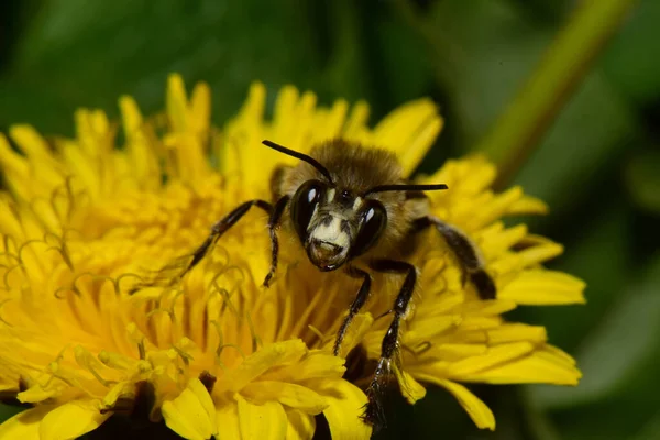 Close Caucasian Spring Brown Bee Anthophora Plumipes White Head Collecting — Stock Photo, Image