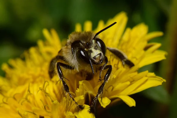 Makrofrontansicht Eines Kaukasischen Frühlings Und Einer Braunen Biene Anthophora Plumipes — Stockfoto