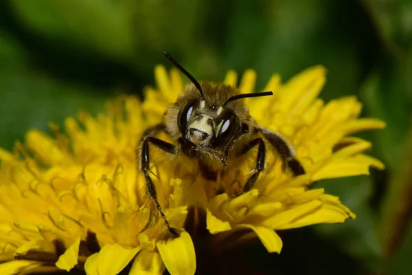 Close Front View Caucasian Spring Brown Bee Anthophora Plumipes Collecting — Stock Photo, Image