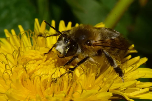 Close Rare Caucasian Spring Brown Bee Anthophora Plumipes Collecting Pollen — Stock Photo, Image