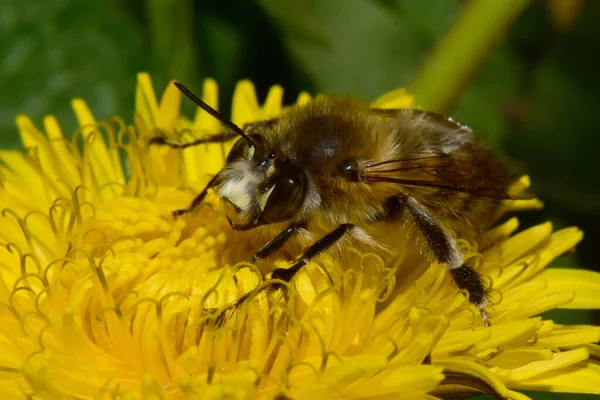 Kuzey Kafkasya 'nın eteklerindeki Taraxacum officinale adlı sarı bir karahindiba çiçeğinin üzerinde polen toplayan tüylü arı tülünün Macro' su.                               