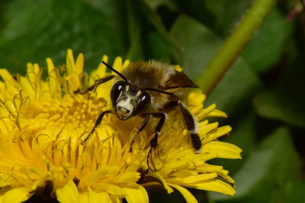 Bahar kabarık arısı Anthophora Plumipes 'ın yakın çekimleri Kuzey Kafkasya' nın eteklerindeki Taraxacum officinale sarı karahindiba çiçeğinin polenlerini topluyor.                               