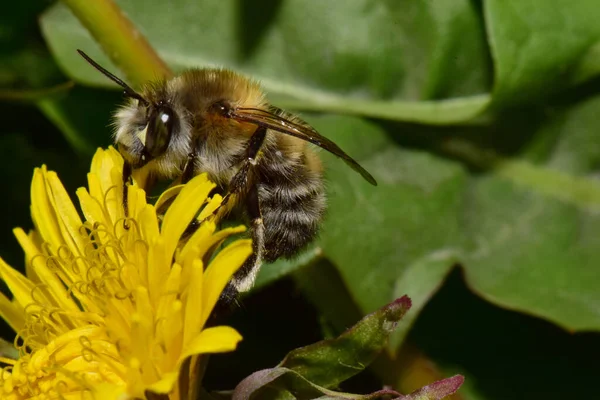 Nahaufnahme Der Frühlingsbiene Anthophora Plumipes Die Frühling Pollen Und Nektar — Stockfoto