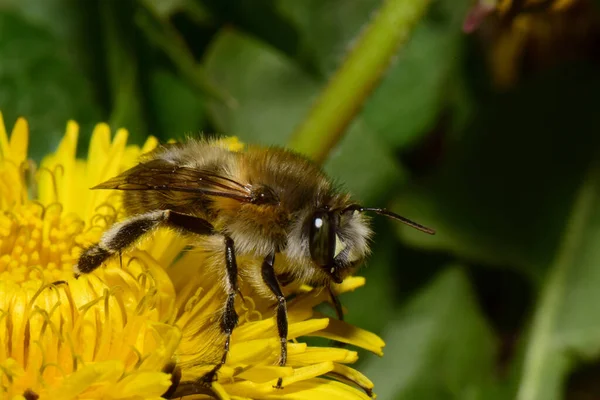 İlkbaharda Kuzey Kafkasya 'nın eteklerinde bulunan sarı karahindiba çiçeği Taraxacum officinale' de polen ve nektar toplayan tüylü arıların yan görüntüsü.                              