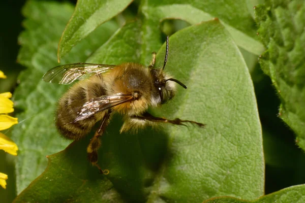 Macro Spring Caucasus Fluffy Brown Bee Anthophora Plumipes Sitting Green — Stock Photo, Image