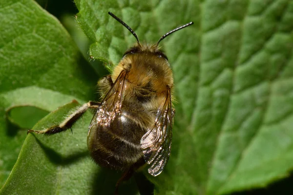 Makro Des Kaukasischen Frühlings Flauschige Und Braune Biene Anthophora Plumipes — Stockfoto