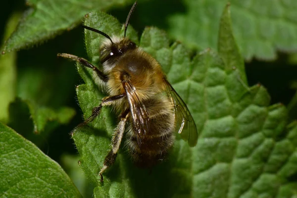 Close Caucasian Fluffy Brown Bee Anthophora Plumipes Sitting Green Leaf — Foto de Stock