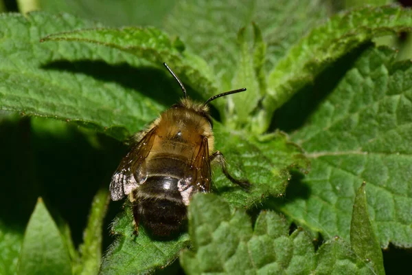 Makro Der Kaukasischen Flauschigen Und Braunen Biene Anthophora Plumipes Sitzt — Stockfoto