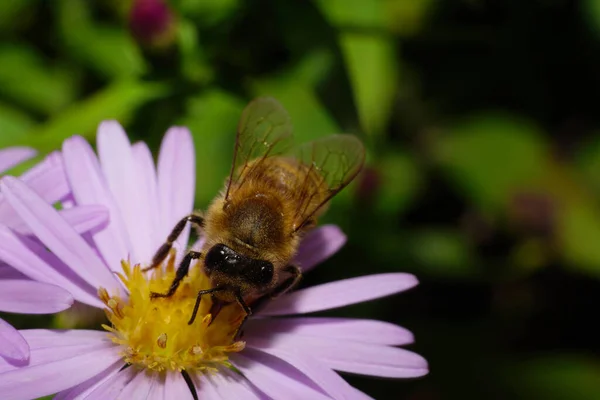 Κοντινό Πλάνο Καστανής Μέλισσας Apis Mellifera Που Συλλέγει Γύρη Και — Φωτογραφία Αρχείου