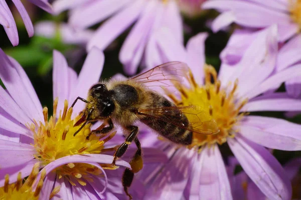 Μακροεντολή Της Αφράτης Μέλισσας Apis Mellifera Που Συλλέγει Γύρη Και — Φωτογραφία Αρχείου