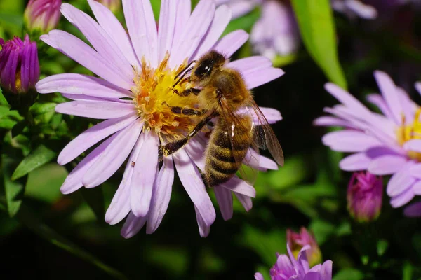 Pofuduk kahverengi arı Apis mellifera 'nın yakın çekiminde Kafkasya Dağları' nda mor bir alp makinesinde polen ve nektar topluyor.                              