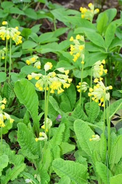 Spring Primroses Primula Veris Yellow Flowers Growing Green Grass Flake — Stock Photo, Image