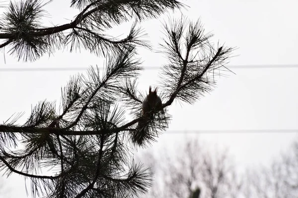 Jesienna Puszysta Wiewiórka Sciurus Vulgaris Długimi Uszami Siedząca Jesienią Gałęziach — Zdjęcie stockowe