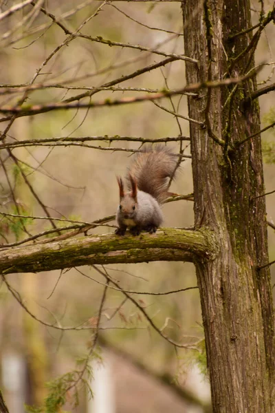 Écureuil Gris Sciurus Vulgaris Avec Une Tête Brune Trouve Sur — Photo