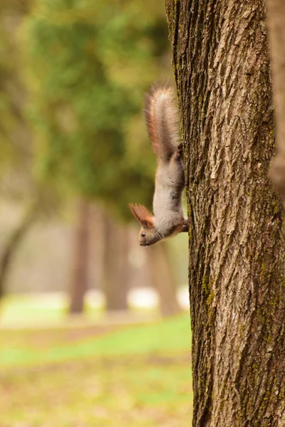 Young Gray Brown Squirrel Sciurus Vulgaris Sitting Maple Tree Spring — Stock Photo, Image