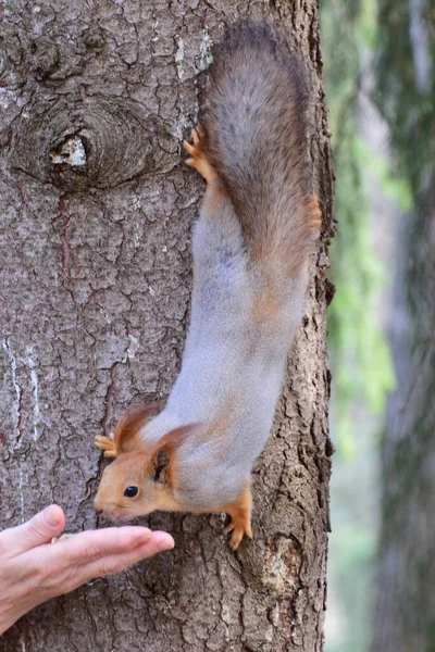 Spring Caucasian Gray Squirrel Sciurus Vulgaris Brown Head Tail Eats — Stock Photo, Image