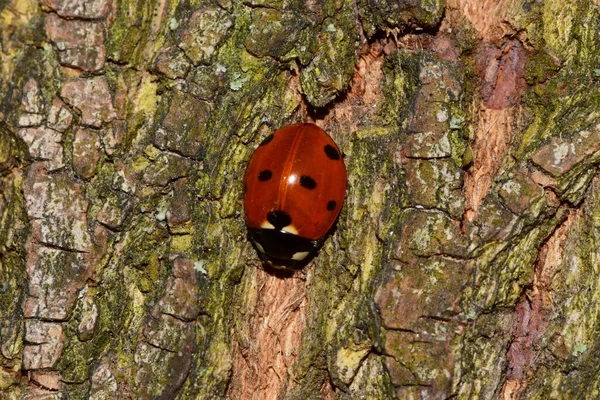 Joaninha Caucasiana Macro Coccinella Septempunctata Com Concha Vermelha Pontos Pretos — Fotografia de Stock