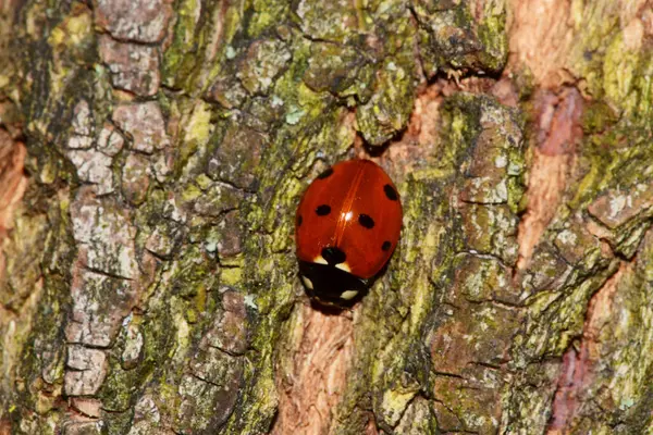 Primer Plano Una Mariquita Caucásica Coccinella Septempunctata Con Una Concha — Foto de Stock