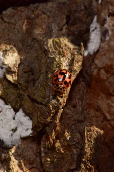 Macro Coccinella Rosa Aiolocaria Hexaspilota Poggia Sulla Corteccia Abete Rosso — Foto Stock