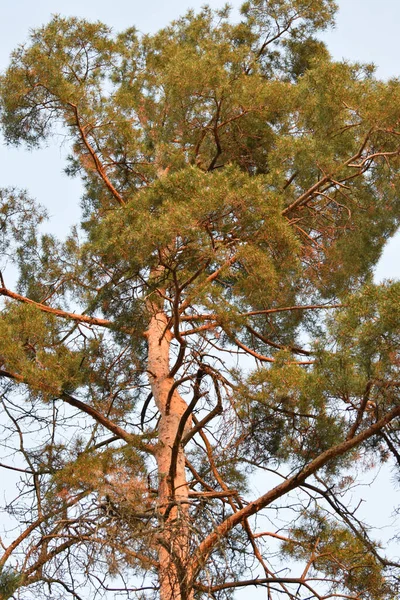 北コーカサスの麓の青い空に対して高山松の春の枝の眺めピヌス モンタナ — ストック写真