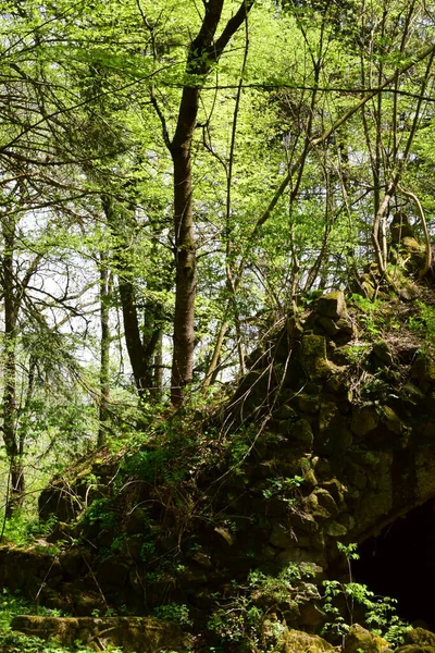 Pohled Botanickou Zahradu Zeleným Stromovým Trámem Bukem Oříškem Jeskyní Jaře — Stock fotografie