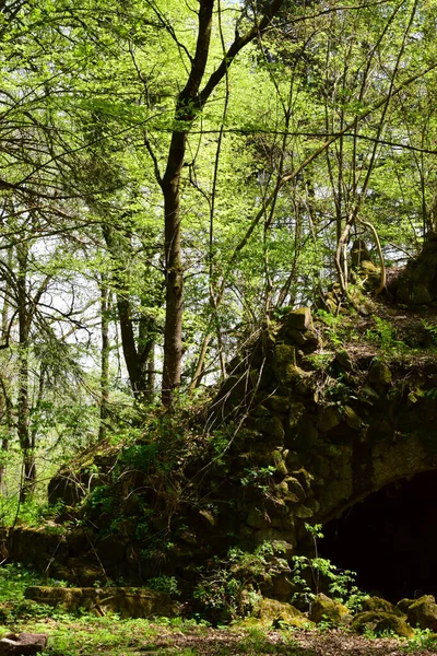 Вид Ботанический Сад Зелеными Деревьями Роговица Бук Орешник Пещера Весной — стоковое фото