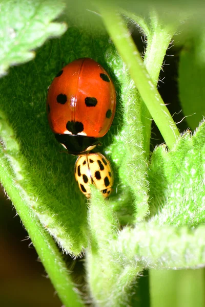 Macro Coccinella Septempunctata Rouge Psyllobora Vigintiduopunctata Jaune Une Coccinelle Sur — Photo