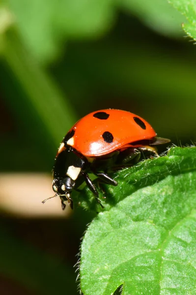 Macro Uma Jovem Joaninha Vermelha Coccinella Septempunctata Uma Folha Verde — Fotografia de Stock