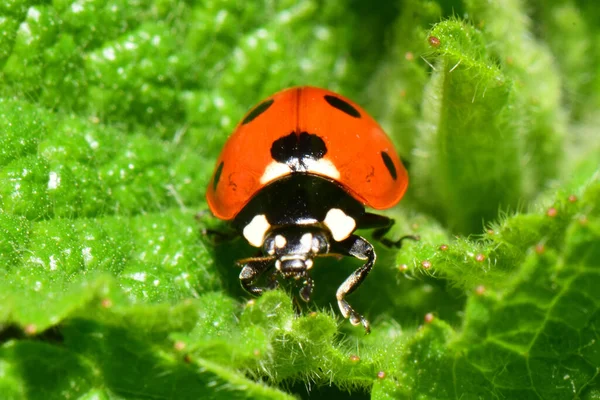 มมองด านหน าแมคโครของ Coccinellaurgempunctata Ladybug แดงบนใบไม ยวและป ยของอ Lamium าแยในเช — ภาพถ่ายสต็อก