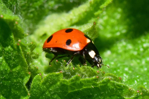 北高加索山麓荨麻兰姆相册春绿叶上一只红瓢虫Coccinella Septempunctata的特写 — 图库照片