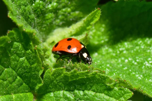 Macro Une Coccinelle Rouge Coccinella Septempunctata Sur Feuille Verte Printanière — Photo