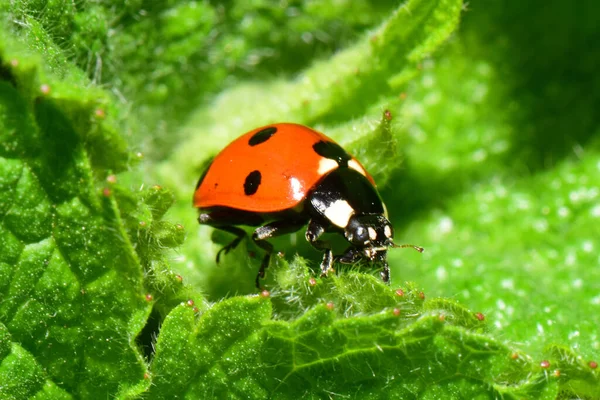  Kuzey Kafkasya 'nın eteklerindeki Isırgan otu Lamium albümünün yeşil yaprağında bahar kırmızı uğur böceği Coccinella septempunctata