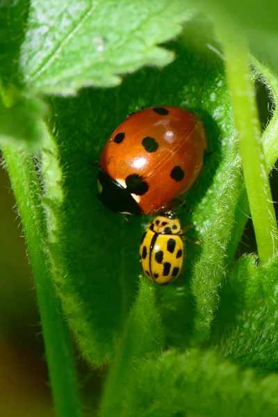 Genç baharın Macro 'su kırmızı Coccinella septempunctata ve sarı uğur böceği Psyllobora Kuzey Kafkasya' nın eteklerindeki ısırgan otu Lamium albümünün yeşil yaprağında vigintiduopunctata                               