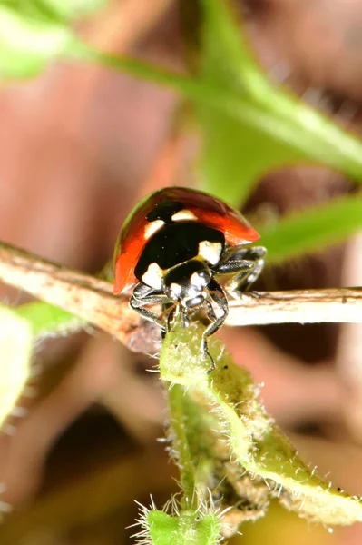 Makro Pohled Mladou Jarní Červenou Coccinella Septempunctata Sedí Černém Listu — Stock fotografie